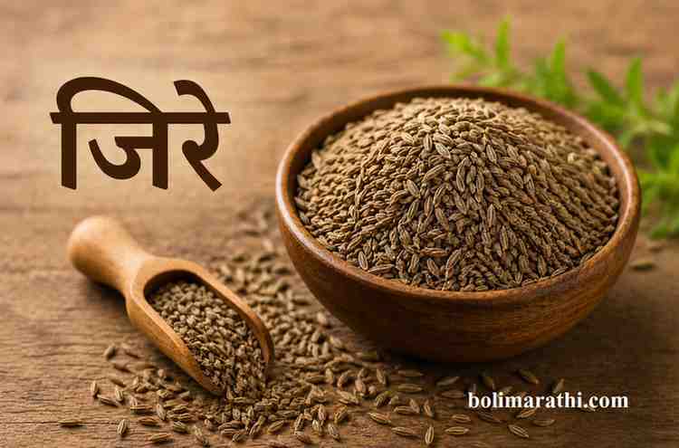 jire cumin in marathi information use in marathi boli marathi