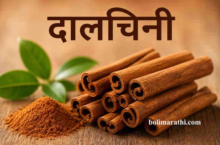 dalchini meaning information in marathi cinnamon masala marathi boli marathi