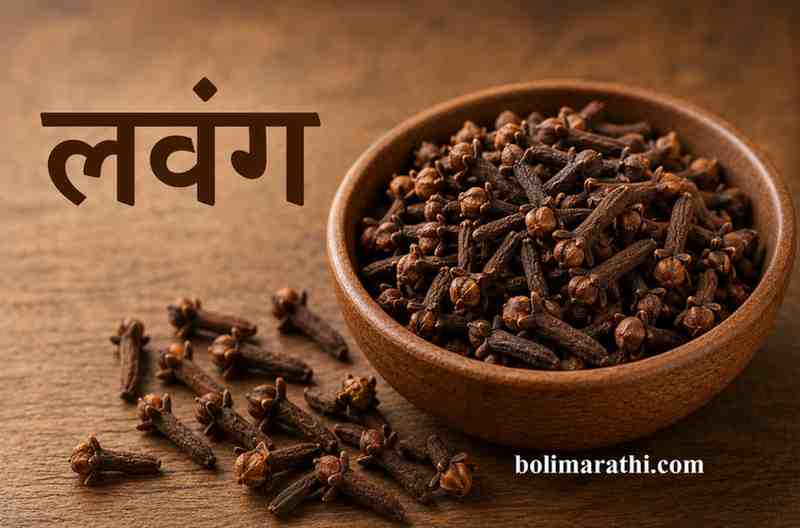 lavang marathi masala clove in marathi boli marathi