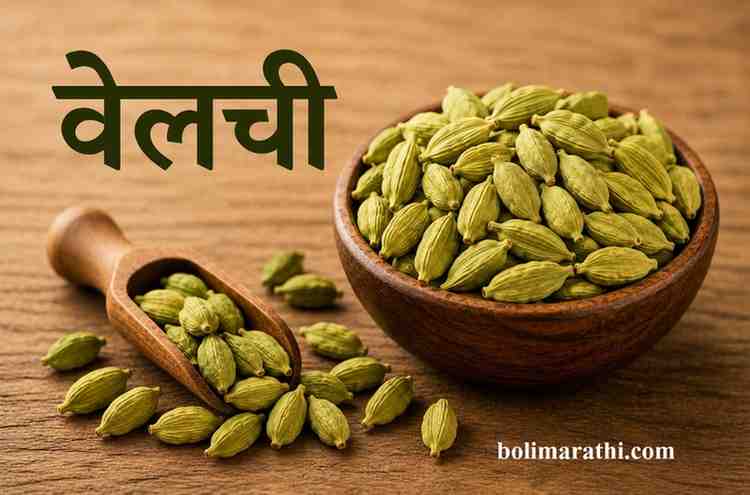 velchi cardamom in marathi information masale in marathi boli marathi